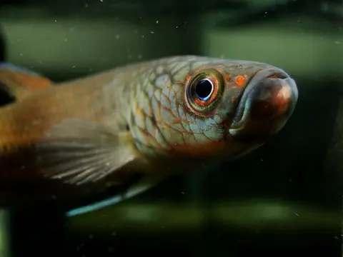 Betta sp. 'Antuta/Bulungan'