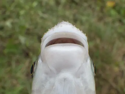 条纹准舌唇鱼