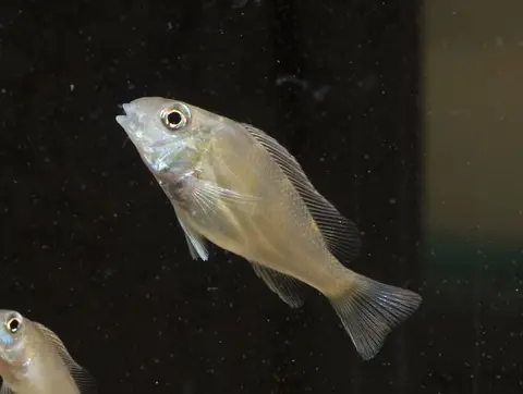 Geophagus winemilleri