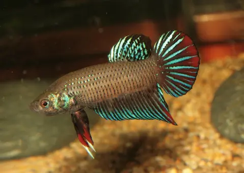 新月搏鱼