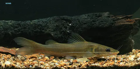 Hemibagrus spilopterus