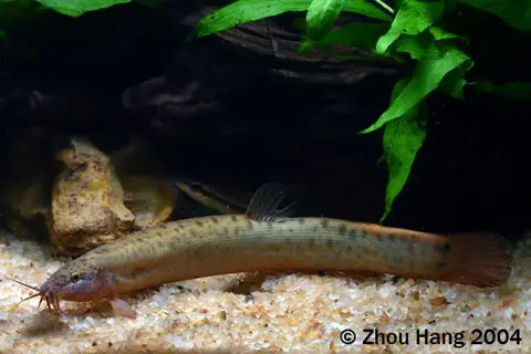 泥鳅