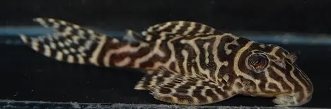 Hypancistrus sp.
