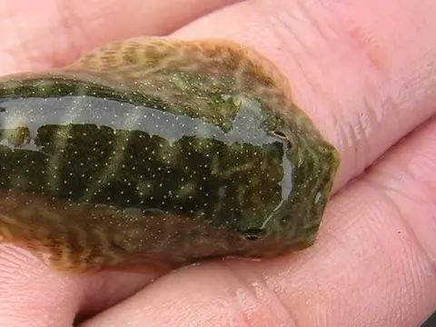 Gastromyzon sp. 'SK01'