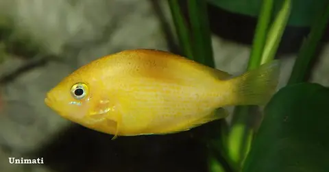 花斑腹丽鱼