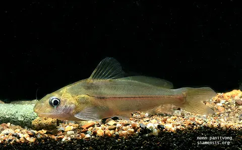 Batasio feruminatus