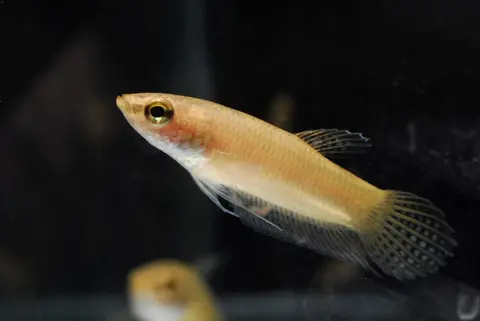 Betta stigmosa
