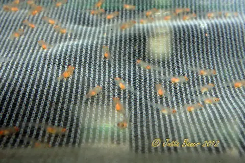 Rhinogobius zhoui