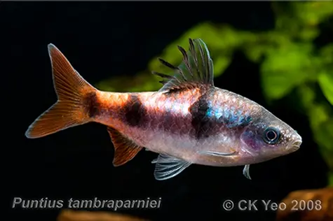 Dawkinsia tambraparniei