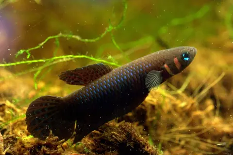 Betta hendra
