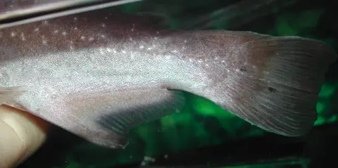 Auchenipterichthys coracoideus