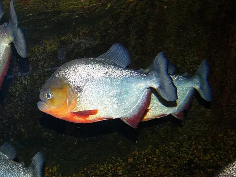 Pygocentrus cariba