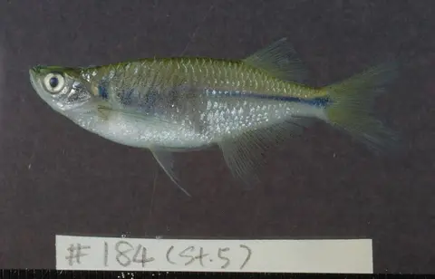 Laubuka siamensis