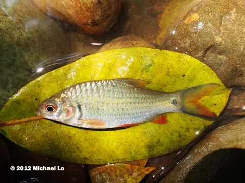 Systomus orphoides