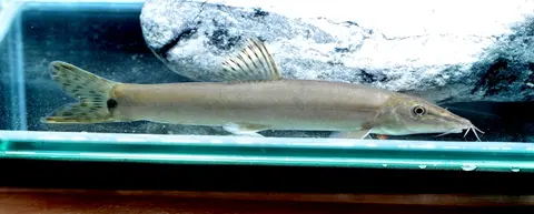 Parabotia sp. 'PB01'