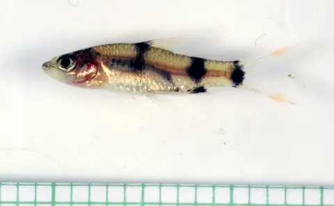 一眉道人