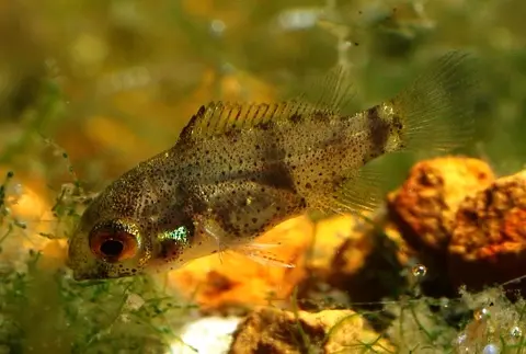 Anomalochromis thomasi