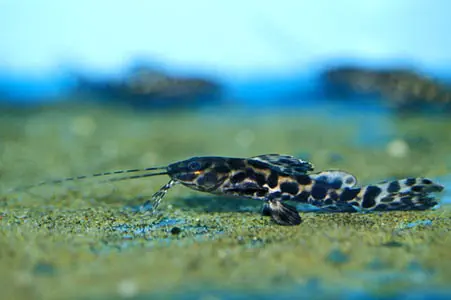 Leiarius longibarbis