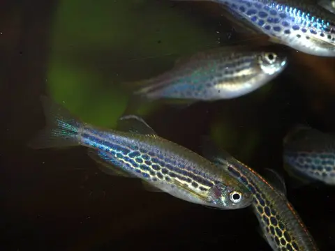 Danio kyathit