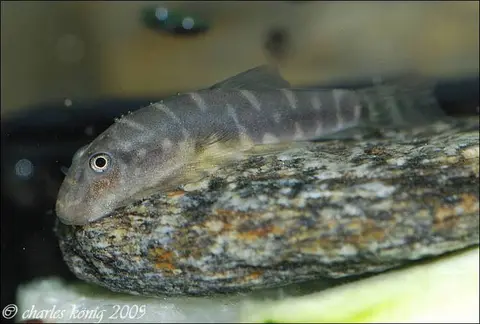 Gastromyzon zebrinus