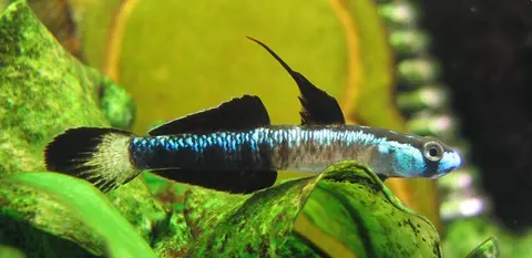 黑鳍枝牙鰕虎