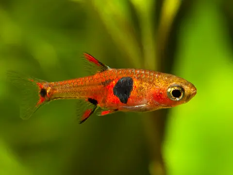 Boraras naevus