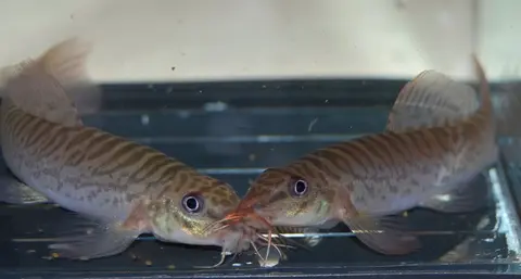 Paracanthocobitis pictilis