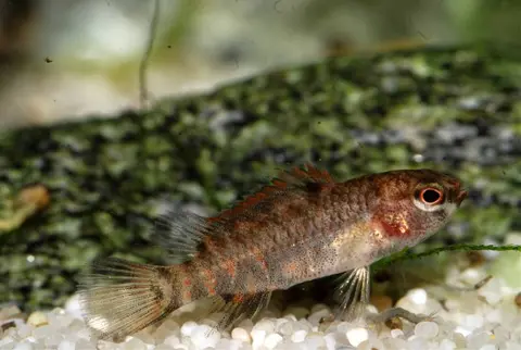 Badis sp. 'Buxar'