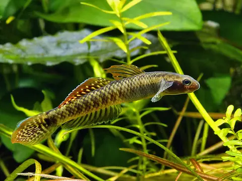 Stiphodon ornatus