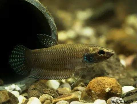 Betta stigmosa