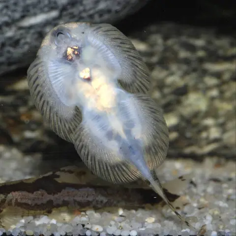 Sewellia speciosa