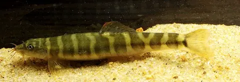 Schistura sp. 7