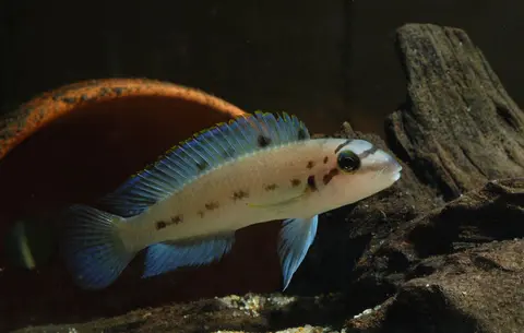 Chalinochromis sp. 'ndobhoi'
