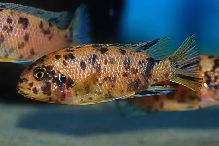 Pseudotropheus tropheops tropheops
