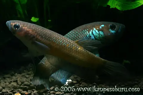 Betta ocellata