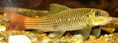 Garra sp. 'redtail'