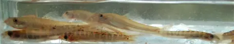 刺条鳅