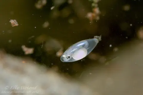 短吻红斑吻鰕虎鱼