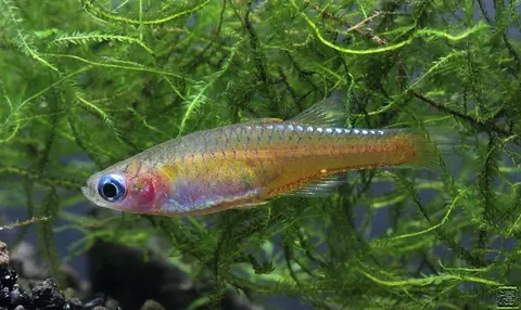 Pseudomugil sp. 'red neon'