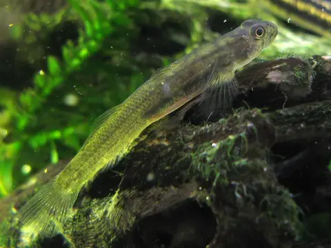 环带瓢眼鰕虎鱼