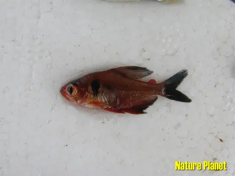 黑鳍多齿脂鲤