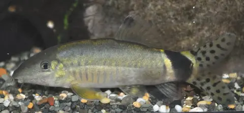 闪光沙鳅