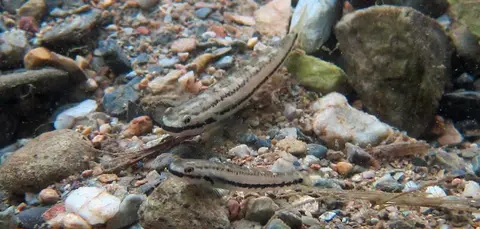 Stiphodon alcedo