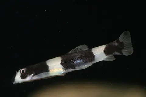 熊猫鳅