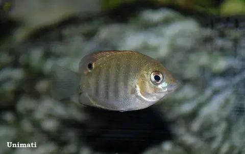 Etroplus canarensis