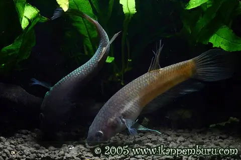 Betta ocellata