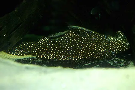 Leporacanthicus galaxias