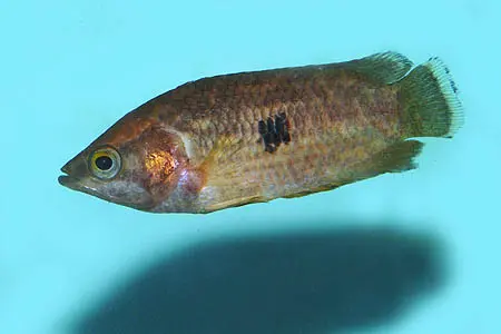 尖吻非洲攀鲈