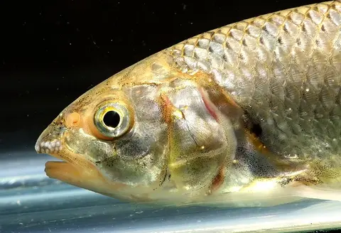 Barilius bendelisis