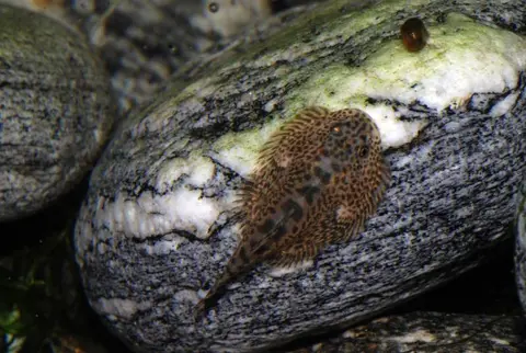 Sewellia speciosa
